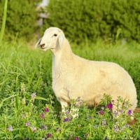 خروف حري طازج