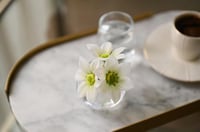 كازبلانكا أبيض | ملمس طبيعي