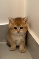 قط سكوتش ستريت Ny11(ذكر)