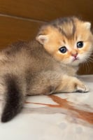 قطه منشكن (انثى) القط القزم