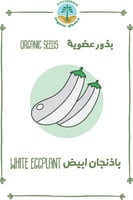 بذور باذنجان ابيض(عضوي)