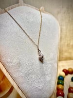 سلاسل نجم البحر و الصدف