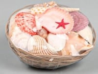 صدف بحري قواقع بحيه