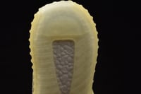 Yeezy Boost 350 V2 'Marsh' Kids اطفال