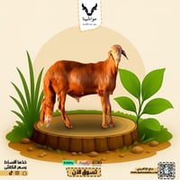 سواكني جذع كبير