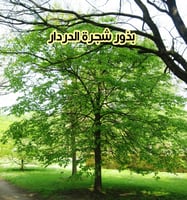 بذور شجرة الدردار