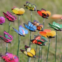 تغريسة فراشه