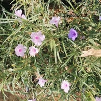 بذور زهرة البتونيا البري - نبات الرويليا ( Ruellia...