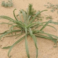 بذور عشبة الربلة ( Plantago ovata )