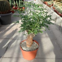 بذور شجرة التبلدي ( Adansonia )