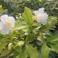 التابوبيا الورديه البيضاء ( Tabebuia heterophylla...