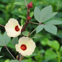 بذور شجيرة الكركديه ( Hibiscus sabdariffa )