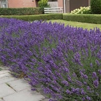 بذور اللافندر - الضرم البري ( Lavandula stoechas )