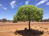 بذور شجرة استركوليا رجل البطة ( Brachychiton grego...