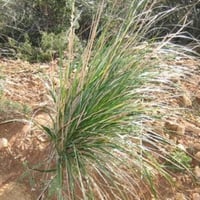 بذور نبات الحلفا ( Pennisetum Setaceum )