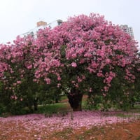 بذور شجرة الكوريزيا‬ ( Chorisia speciosa )