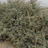 بذور الرغل الملحي جملة ( Atriplex halimus )