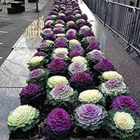 بذور البراسيكا الزيتية ( Brassica oleracea )