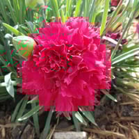 بذور قرنفل ملون ( Dianthus )