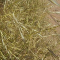 بذور عشبة النصي ( Stipagrostis )