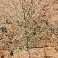 بذور المورينغا العربي ، البان ، اليسر ( Moringa Pe...