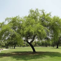 بذور شجرة السدر البلدي ( Ziziphus spina-christi )