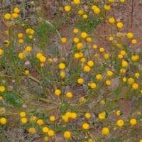 بذور القرقاص - القريص ( Aaronsohnia factorovskyi )