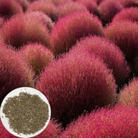 بذور الكوشيا ( kochia scoparia )