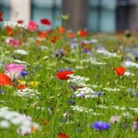 بذور أزهار المرج الياباني