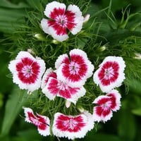 بذور زهرة القرنفل الصيني ( Dianthus chinensis )