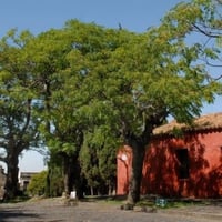 بذور شجرة الزنزلخت جملة ( Melia azedarach )