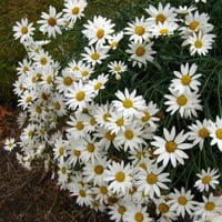 بذور زهرة مارجريت ( Argyranthemum frutescen )