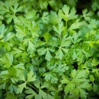 بذور نبات البقدونس ( Petroselinum crispum )