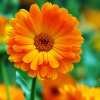 بذور زهور كالنديولا مودوج مخلوط ( Calendula )
