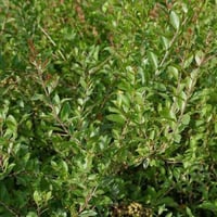 بذور شجرة الحناء البلدي ( Lawsonia Inermis )