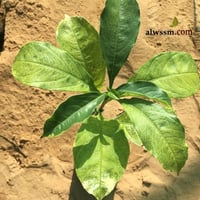 بذور شجرة التبلدي ( Adansonia )