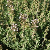 بذور عشبة الزعتر ( Thymus vulgaris )
