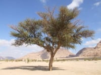 بذور شجرة الطلح النجدي ( Acacia gerrardii )