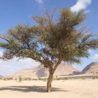 بذور الطلح العراقي ( Acacia gerrardii )