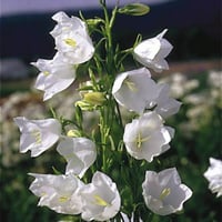 بذور زهرة الجريس ( Campanula )