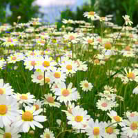 بذور عشبة البابونج - Camomile