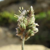 بذور نبات العكرش ( Aeluropus lagopoides )