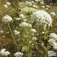 بذور الكراوية ( Caraway )