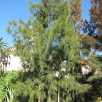 بذور شجرة الأثل الأمريكي ( Casuarina equisetifolia...