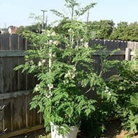 بذور مورينغا هجين ( Moringa hybrid )