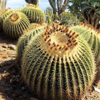 صبار عمة القاضي ( Echinocactus grusonii )