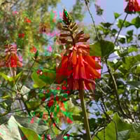 بذور شجيرة أرثرينا ( Erythrina humeana )