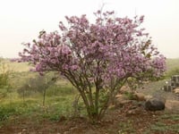 بذور شجرة البوهينيا ( خف الجمل ) - ( Bauhinia vari...