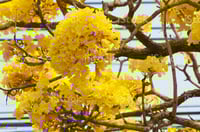 بذور شجرة التابوبيا الذهبية ( Tabebuia aurea )