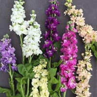 بذور زهرة المنثور (Matthiola longipetala)